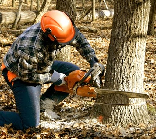 Tree Removal in Butler, OK